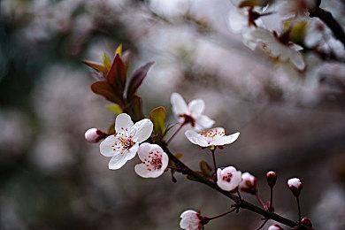 配音演员声讨《合金装备》：只拿到1200美元工资